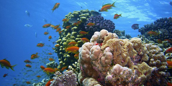 Certaines crèmes solaires ont des effets nocifs pour les coraux et les autres espèces marines.