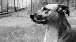 Des chiens renifleurs de … cancers cancer sein intestin prostate chien dépistage renifleurs dressage