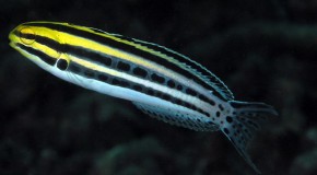 Venin de blennie, l’antidouleur du futur venin poisson blennie antidouleur anesthésiant analgésique