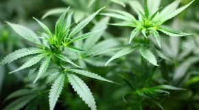 Cannabis et mauvais résultats scolaires jeunes adolescents cannabis drogue faculté cérébrale