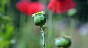 Codéine, à nouveau sur ordonnance codéine analgésique narcotique drogue opiacé purple drank jeunes