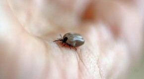 Une application mobile pour cartographier les tiques tique maladie de Lyme borellia bourbon virus parasite application