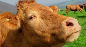 Un espoir de vaccin contre le VIH grâce aux vaches VIH sida vaccin vache bovin médicament santé maladie