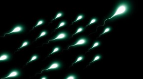 La qualité du sperme des Occidentaux continue de décroître qualité quantité sperme spermatozoïde fertilité homme occident occidentaux