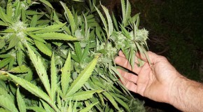 Gestion des adolescents fumeurs de cannabis adolescents jeunes consommation drogue cannabis addiction accompagnement parents