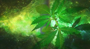 Cannabis à l’adolescence, risque psychotique plus élevé cannabis drogue consommation adolescence risque pyschotique schizophrénie