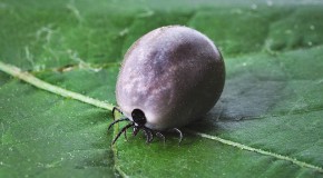 Maladie de Lyme, des tests de dépistage non fiables maladie de Lyme borreliose borrelia maladie bactérie dépistage