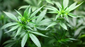 Agnès Buzyn ouverte à un usage thérapeutique du cannabis canabis cigarettes usage médical usage thérapeutique légalisation