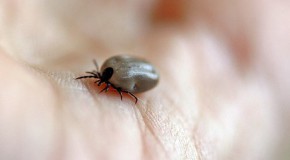 Les bons gestes à faire en cas de morsure de tique morsure tique gestes à faire maladie de Lyme Borréliose