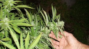 Cannabis médical, une première étape vers la légalisation légalisation cannabis médical médicament France