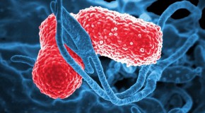 L’Australie confrontée à une épidémie d’ulcère de Buruli ulcère Buruli maladie tropicale bactérie Mycobacterium ulcerans