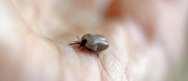 Une application mobile pour cartographier les tiques tique maladie de Lyme borellia bourbon virus parasite application