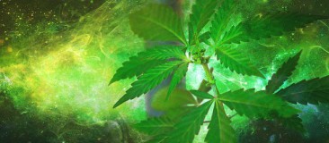 Cannabis à l’adolescence, risque psychotique plus élevé cannabis drogue consommation adolescence risque pyschotique schizophrénie