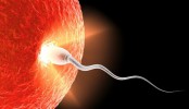 procréation fécondation FIV Junon protéine fertilité infertilité sperme spermatozoïde ovule FIV fécondation in vitro contraceptif