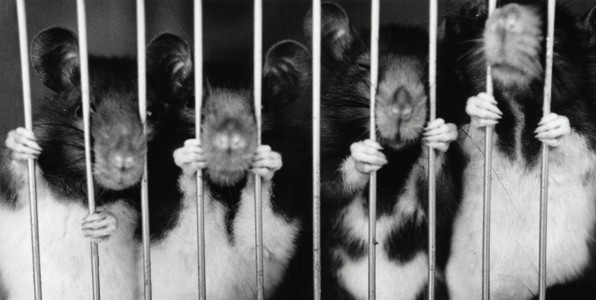 Les "rats de laboratoire" utiliss pour des tests cliniques