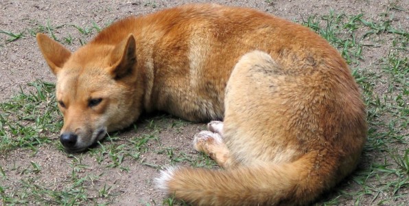 cancer chiens transmissible contagieux tude