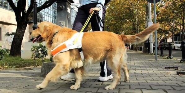 Les chiens d'aveugle illustrent parfaitement l'exemple de la zoothrapie.