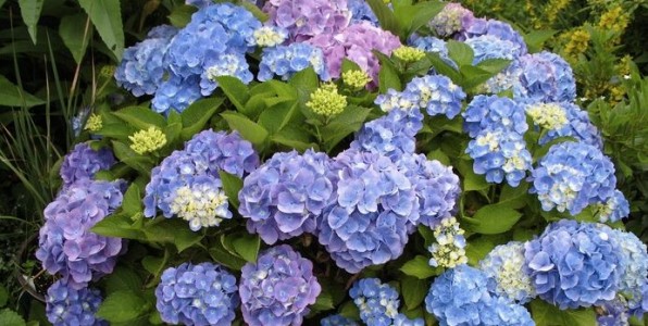 hortensia vol pas-de-calais