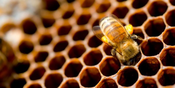 Les abeilles, exemples de propret.