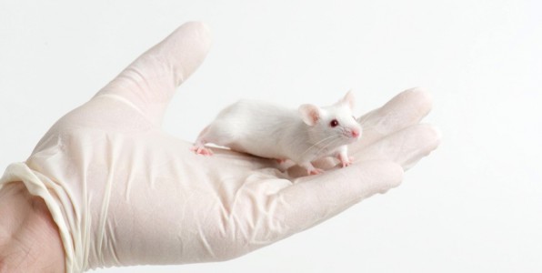souris tests molculaires essais cliniques ALS SLA lithium tests sur les animaux 