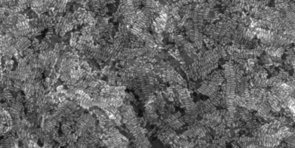 Nanoparticules d'oxyde de zinc. Universit de Toulouse 3.