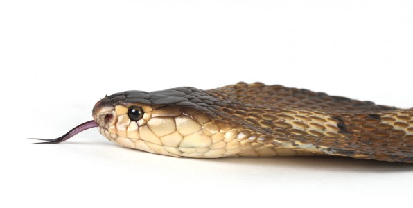 Le cobra indien "Naja Naja" est un reptile redoutable