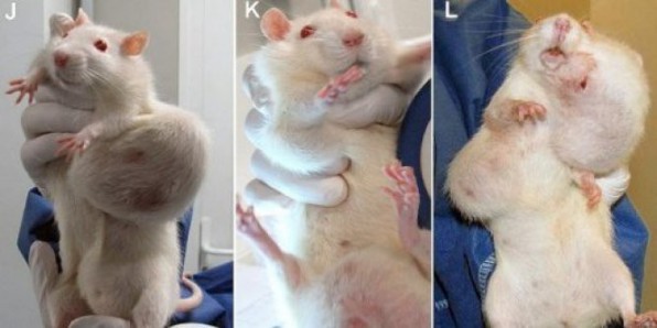 Les rats de laboratoire ayant ingr du mas transgnique prsentent de grosses tumeurs. Crdit photo : AFP