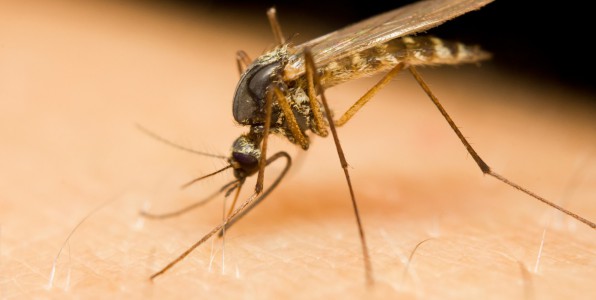 chikungunya moustique virus pidmie