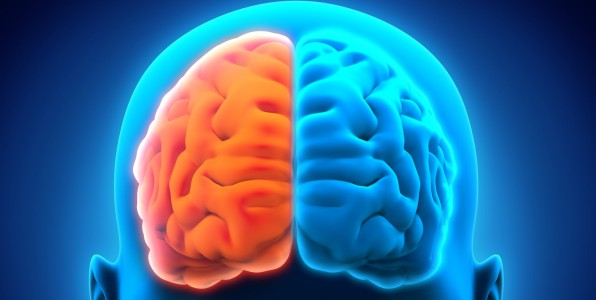 cerveau 10% mythe intelligence crativit