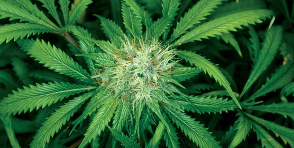 cannabis plaisir dopamine marijuana cerveau