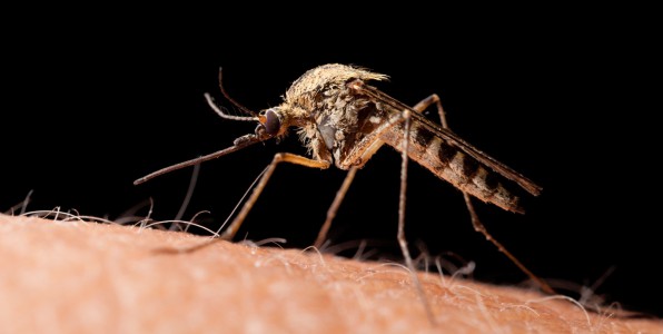 dengue moustique moustique OGM transgnique Aedes aegypti