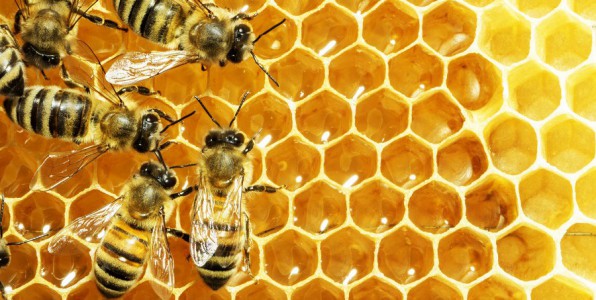 venin abeille mlittine tumeur cancer cellules cancreuses nanocapsule