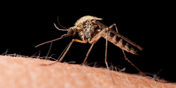 champignon dengue chikungunya larves moustique Aedes