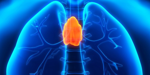 organe thymus reprogrammation cellules systme immunitaire lymphocytes T