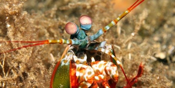 La crevette mante nous en met plein les yeux