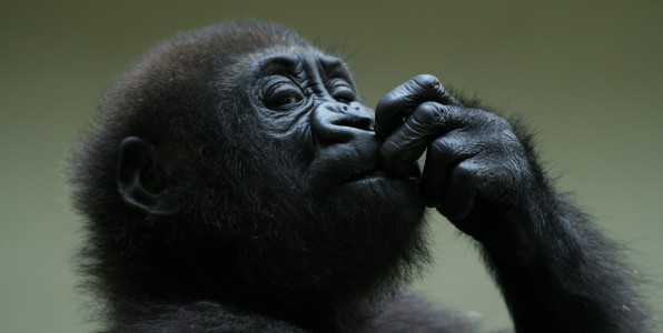 Les grands singes consommaient de l'alcool bien avant l'Homme  -  Fotolia  Blesinger