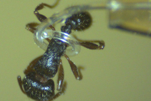 Tentacules saisissant une fourmi - Crdit Jaeyoun Jay Kim - Iowa State University