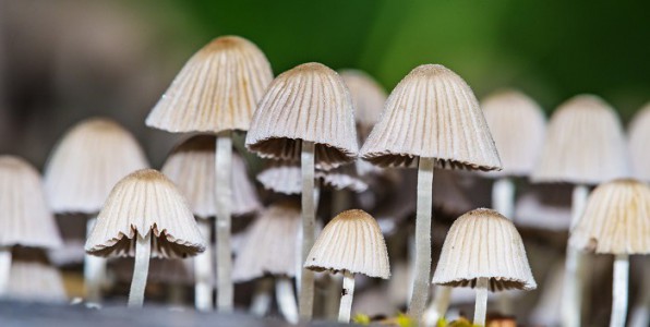 Les champignons hallucinognes hyperconnectent notre cerveau