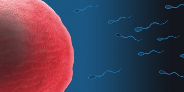 L'infertilit masculine est lie dans de nombreux cas  une perte de mobilit des spermatozodes. Sperbot, le nano-robot devrait aider les spermatozodes  atteindre leur objectif.