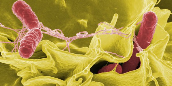 exemple de bactrie : Salmonella