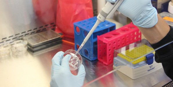 Les recherches en laboratoire se poursuivent pour trouver une solution rapide contre le virus du Zika