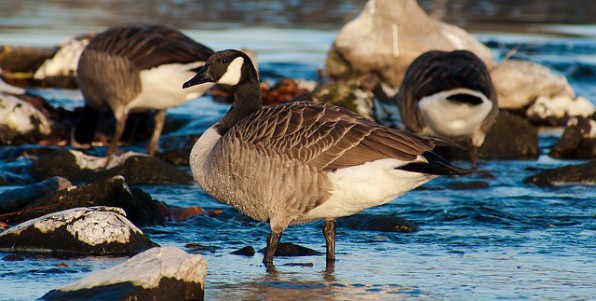 L’pidmie de grippe aviaire est lie  la migration d'oiseaux sauvages.