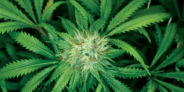 Photographie de plant de cannabis