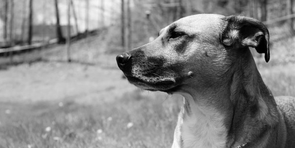 Un dressage adapt peut permettre  un chien de dtecter diffrents types de cancers.