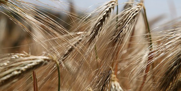 Le gluten se retrouve dans les crales