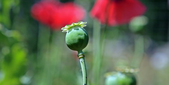 La codine est un opiac prsent naturellement dans le pavot somnifre