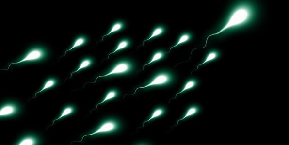 La qualit du sperme a un impact sur la fertilit.