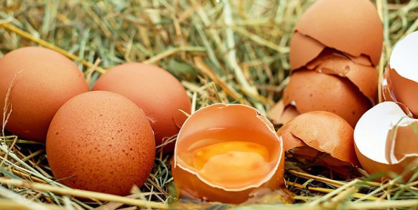 Contamination d’œufs au fipronil.