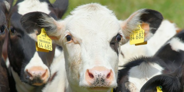 L'antibiorsistance est lie  l'utilisation d’antibiotiques dans les levages bovins.