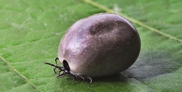 La Borrliose de Lyme se transmet via les tiques